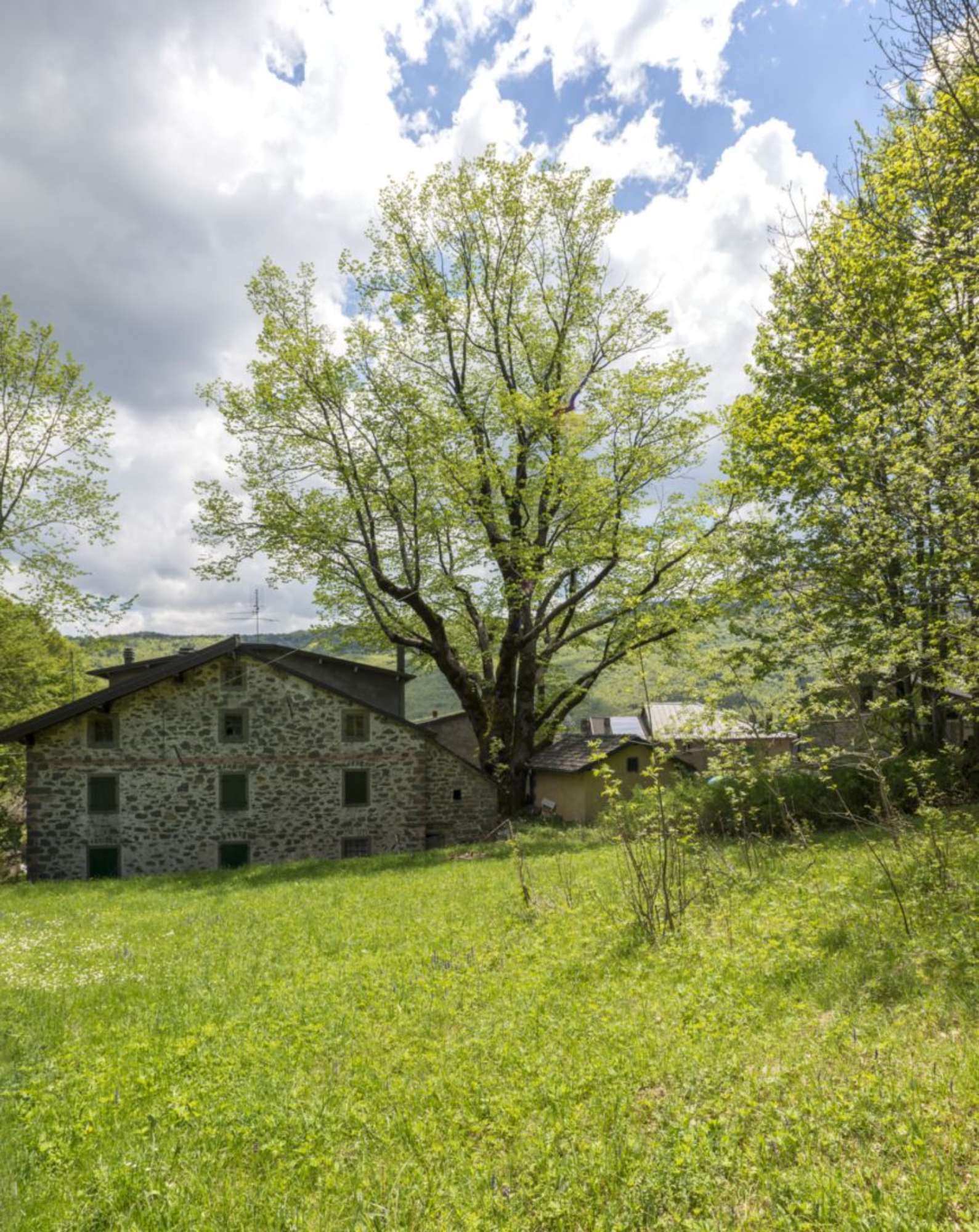 Olmo montano_Pievepelago_SCA8228